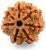 Nepal 7 Mukhi Rudraksha