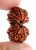 Nepal Gaurishankar Rudraksha