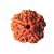 Nepal 5 Mukhi Rudraksha