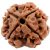 Nepal 4 Mukhi Rudraksha